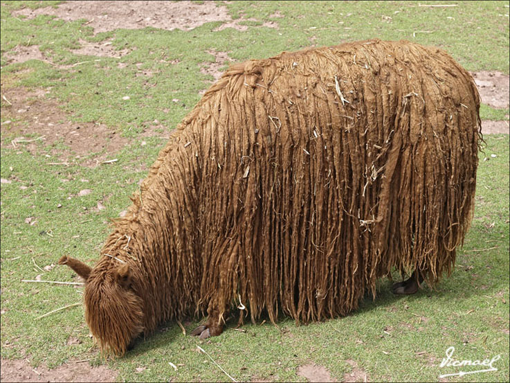 Foto de Awana Kancha, Perú