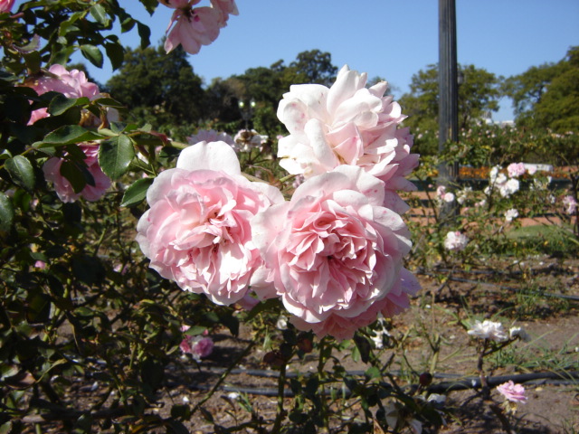 Foto de Buenos Aires, Argentina