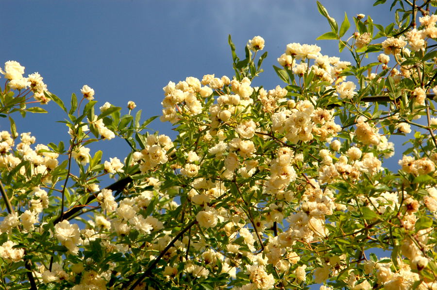 Foto de Madrid (Comunidad de Madrid), España