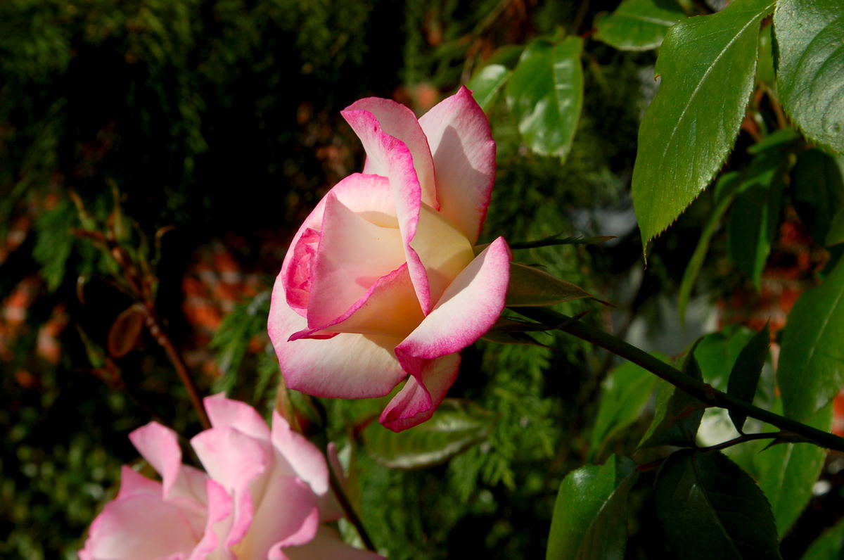 Foto de Madrid (Comunidad de Madrid), España