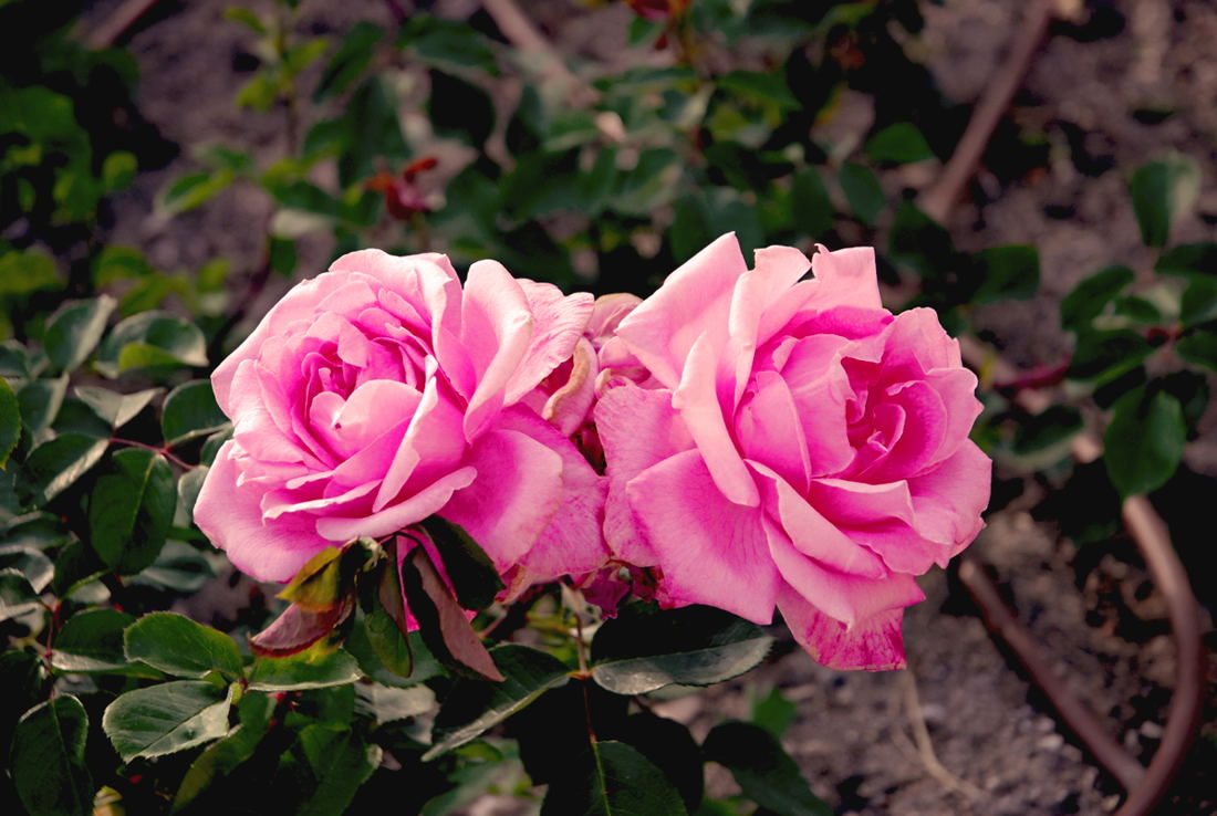 Foto de Madrid (Comunidad de Madrid), España