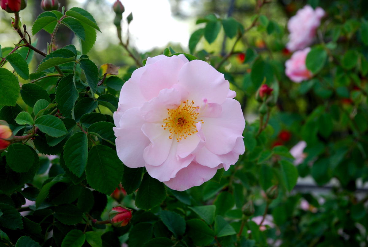 Foto de Madrid (Comunidad de Madrid), España