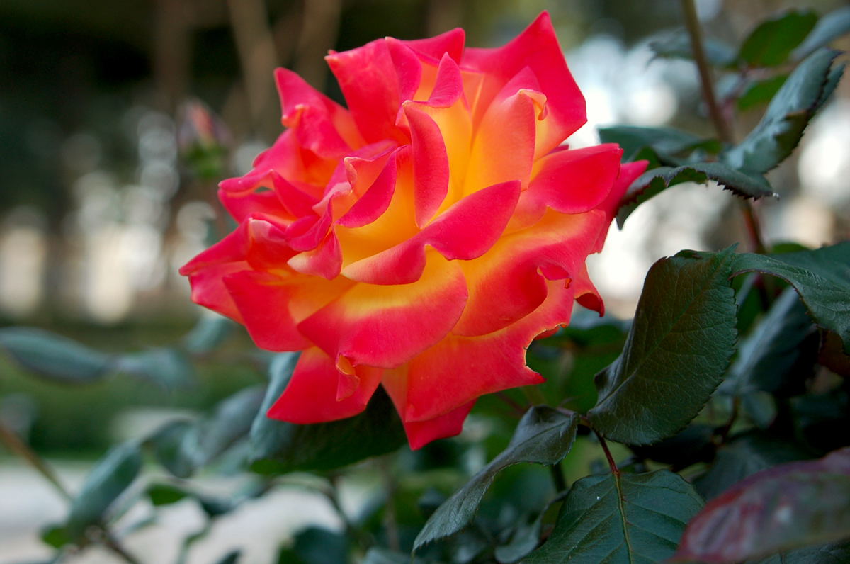 Foto de Madrid (Comunidad de Madrid), España