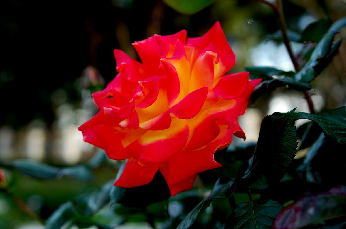 Foto de Madrid (Comunidad de Madrid), España