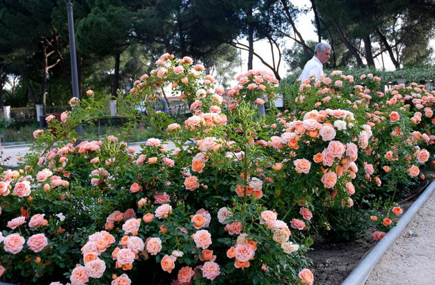 Foto de Madrid (Comunidad de Madrid), España