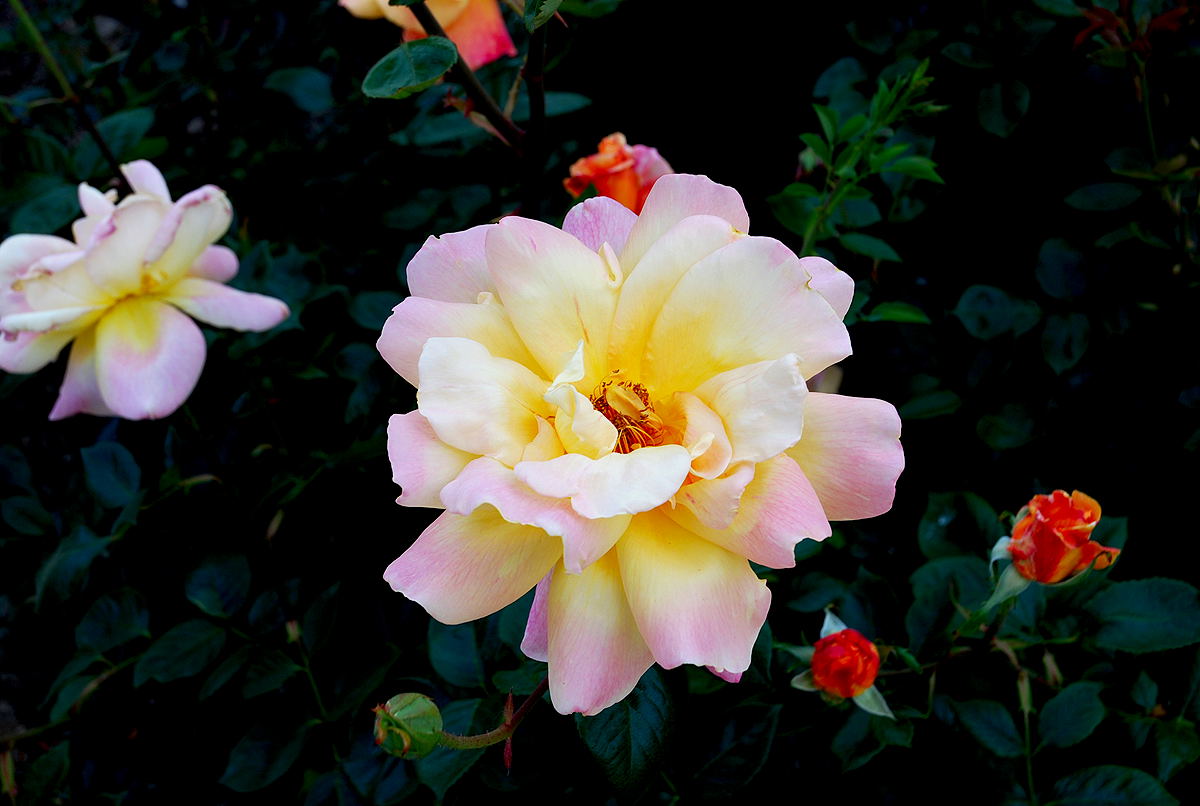 Foto de Madrid (Comunidad de Madrid), España