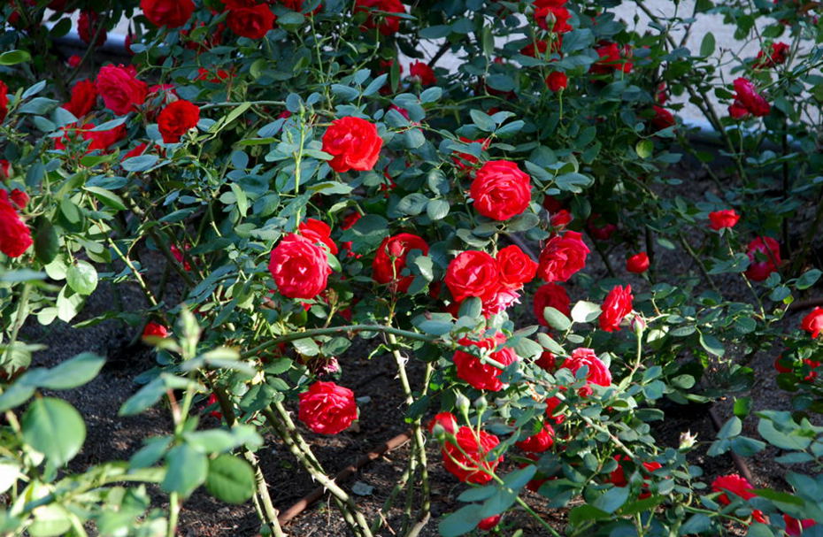 Foto de Madrid (Comunidad de Madrid), España