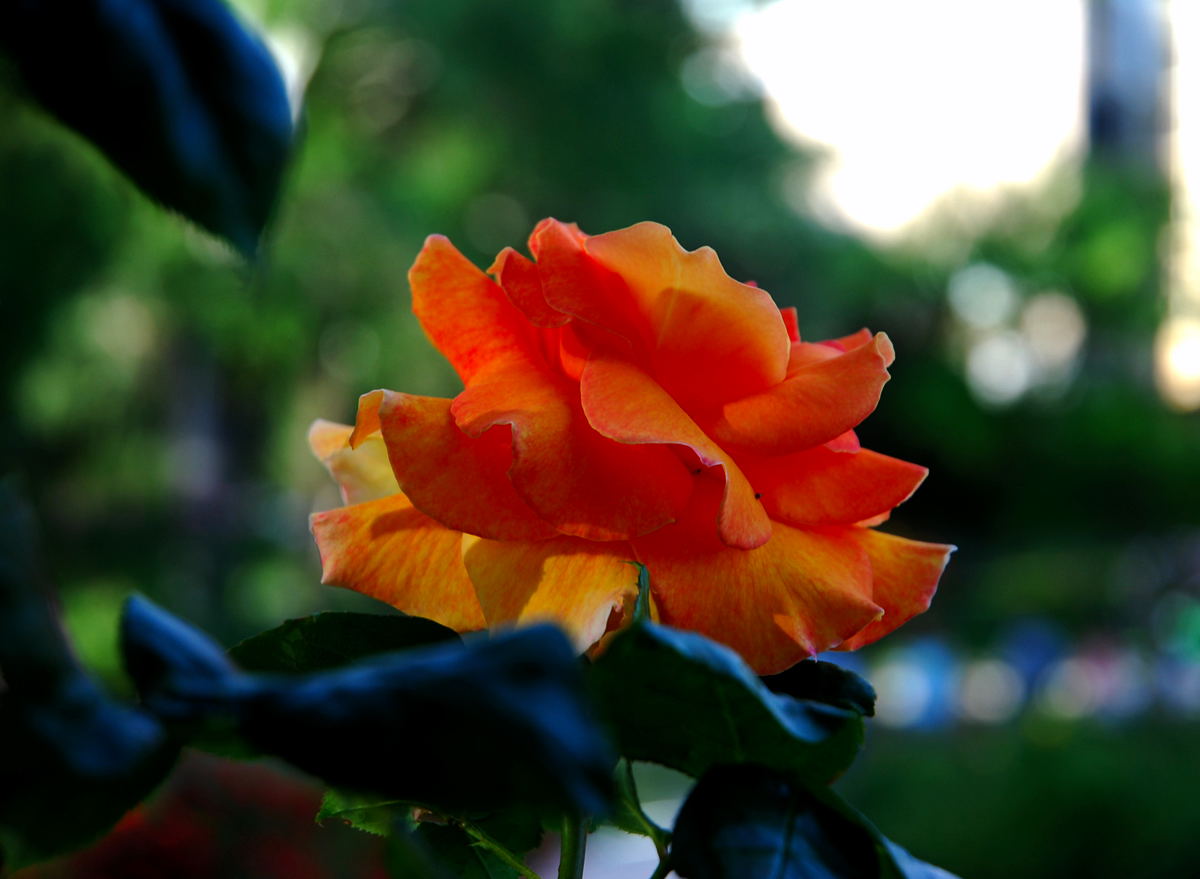 Foto de Madrid (Comunidad de Madrid), España