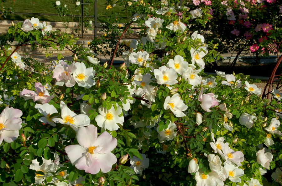 Foto de Madrid (Comunidad de Madrid), España