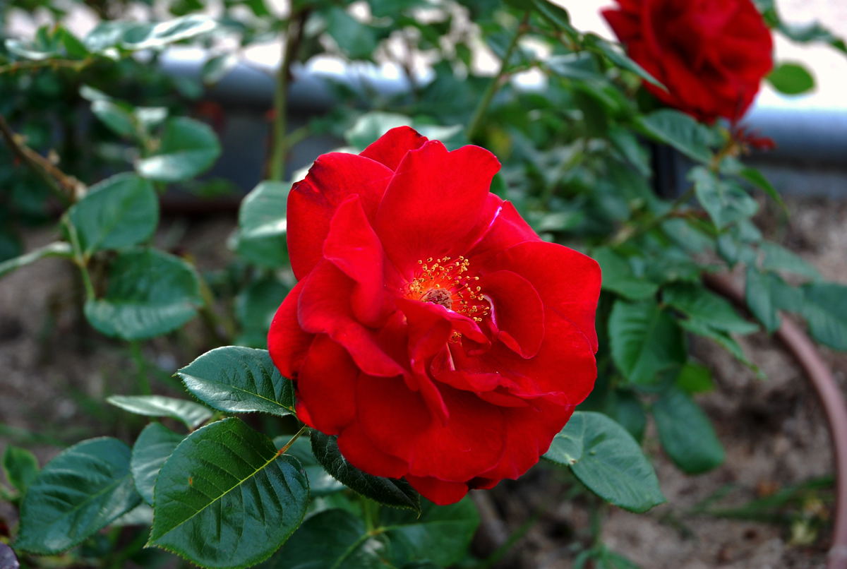 Foto de Madrid (Comunidad de Madrid), España