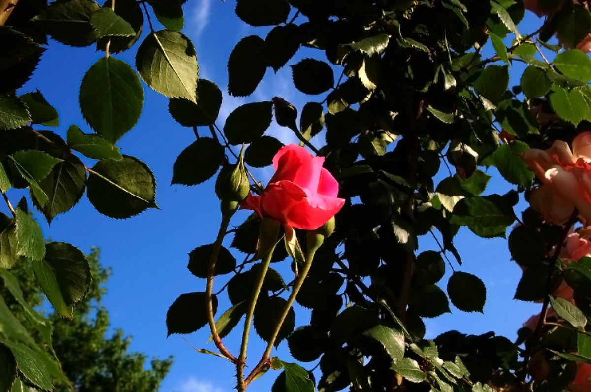 Foto de Madrid (Comunidad de Madrid), España