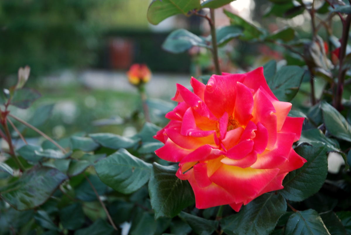 Foto de Madrid (Comunidad de Madrid), España