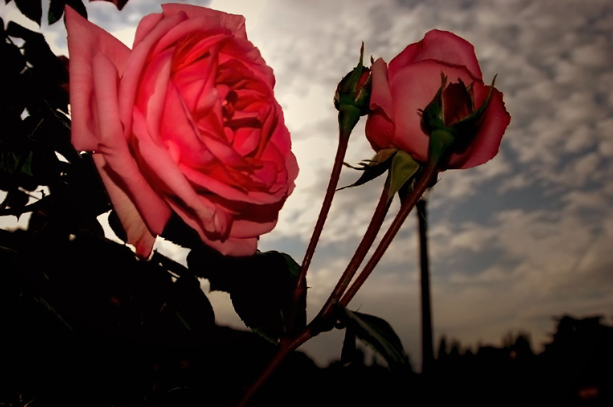 Foto de Madrid (Comunidad de Madrid), España
