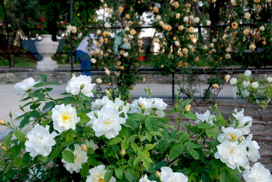 Foto de Madrid (Comunidad de Madrid), España
