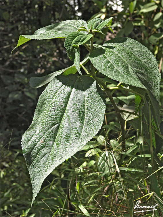 Foto de Aguas Calientes, Perú