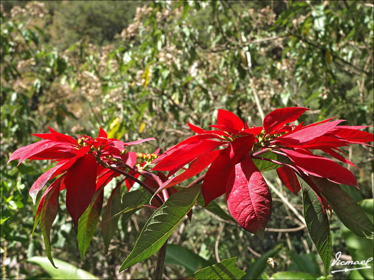 Foto de Aguas Calientes, Perú