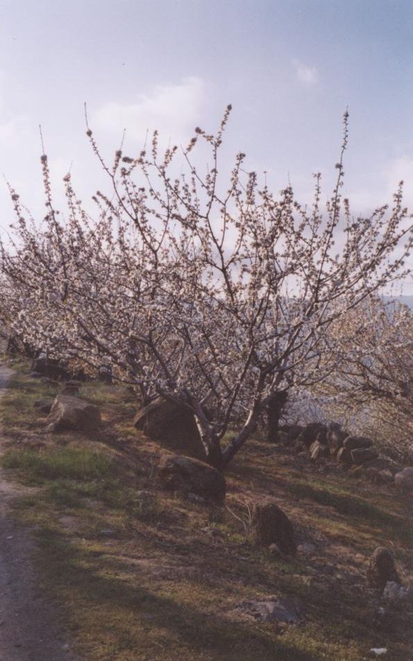 Foto de El Jerte (Cáceres), España