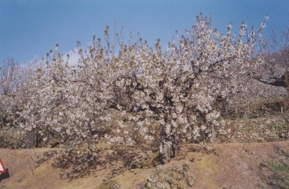 Foto de El Jerte (Cáceres), España