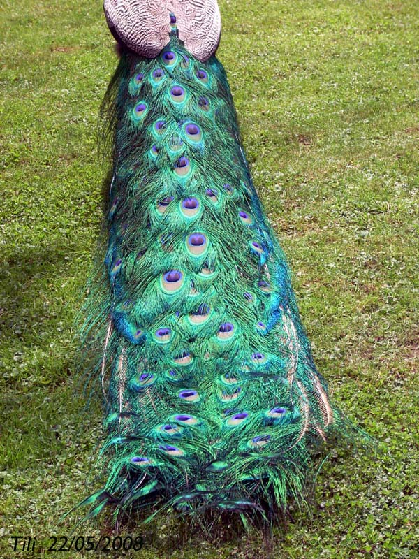 Foto de Oviedo (Asturias), España