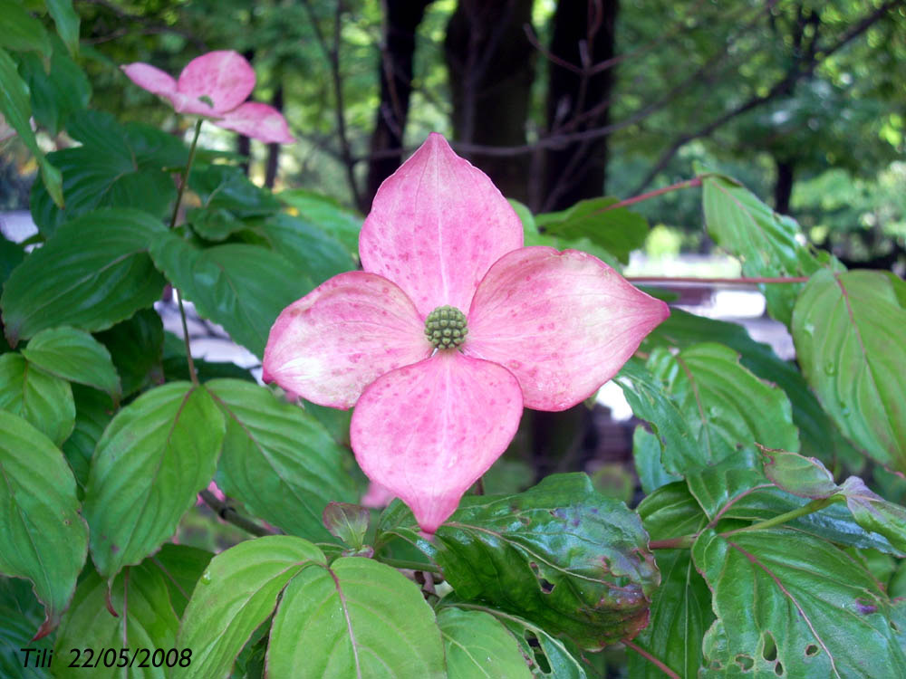 Foto de Oviedo (Asturias), España