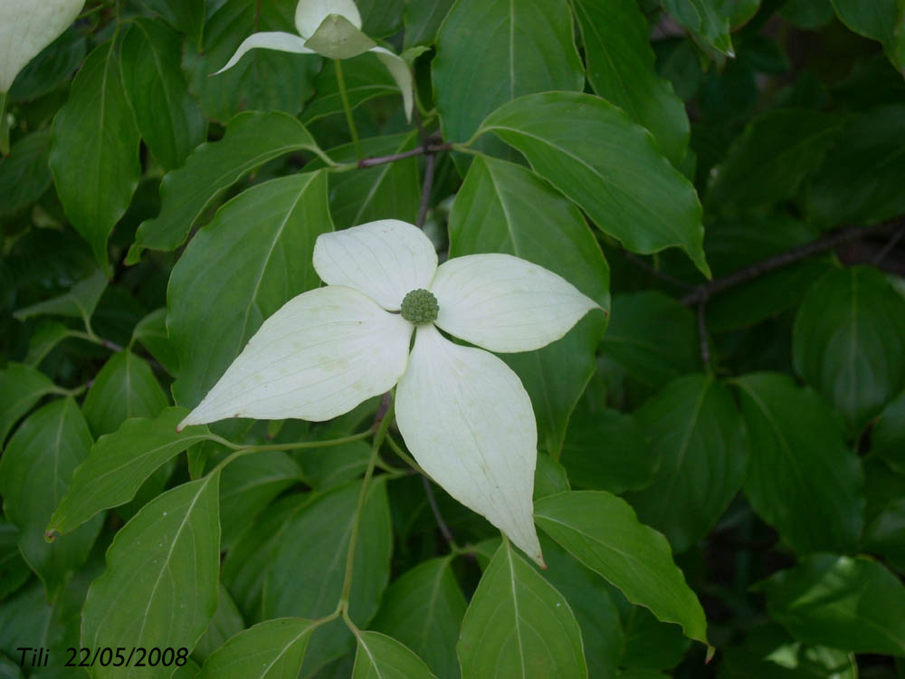 Foto de Oviedo (Asturias), España