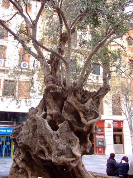 Foto de Palma de Mallorca (Illes Balears), España