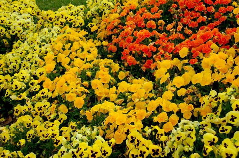 Foto de Madrid (Comunidad de Madrid), España