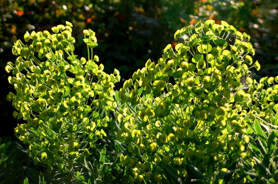 Foto de Madrid (Comunidad de Madrid), España