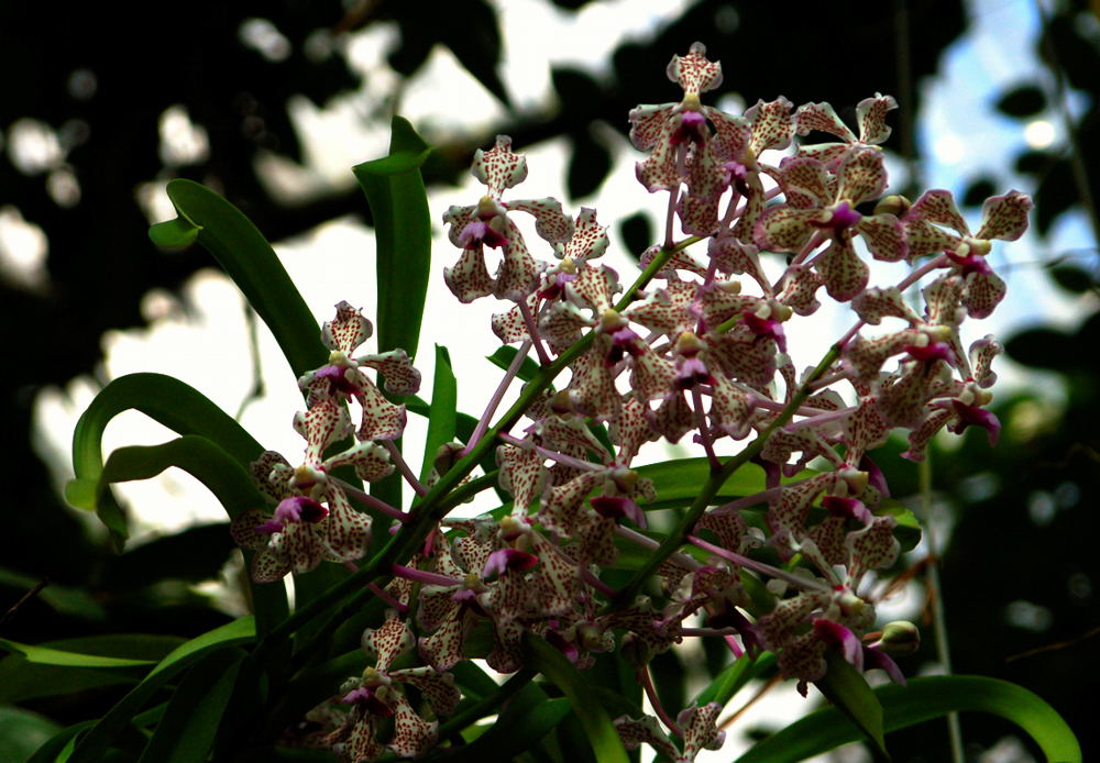 Foto de Madrid (Comunidad de Madrid), España