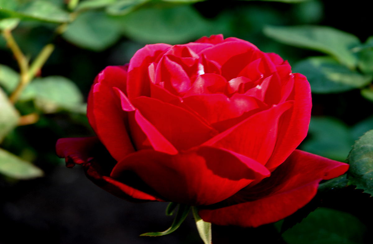 Foto de Madrid (Comunidad de Madrid), España