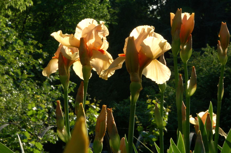 Foto de Madrid (Comunidad de Madrid), España