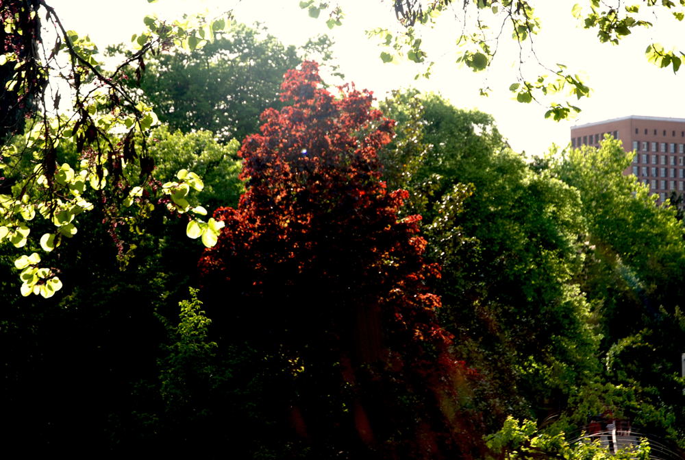 Foto de Madrid (Comunidad de Madrid), España