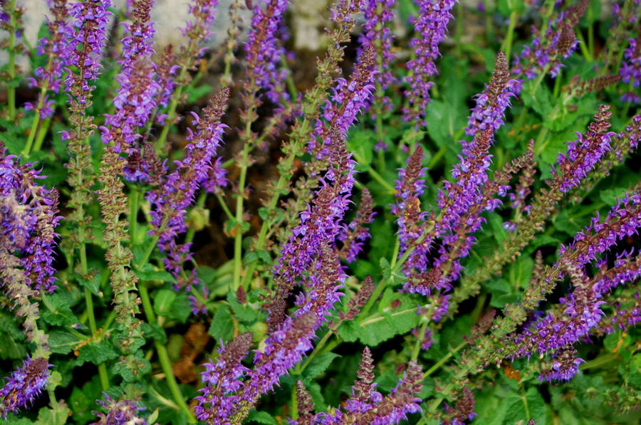 Foto de Madrid (Comunidad de Madrid), España