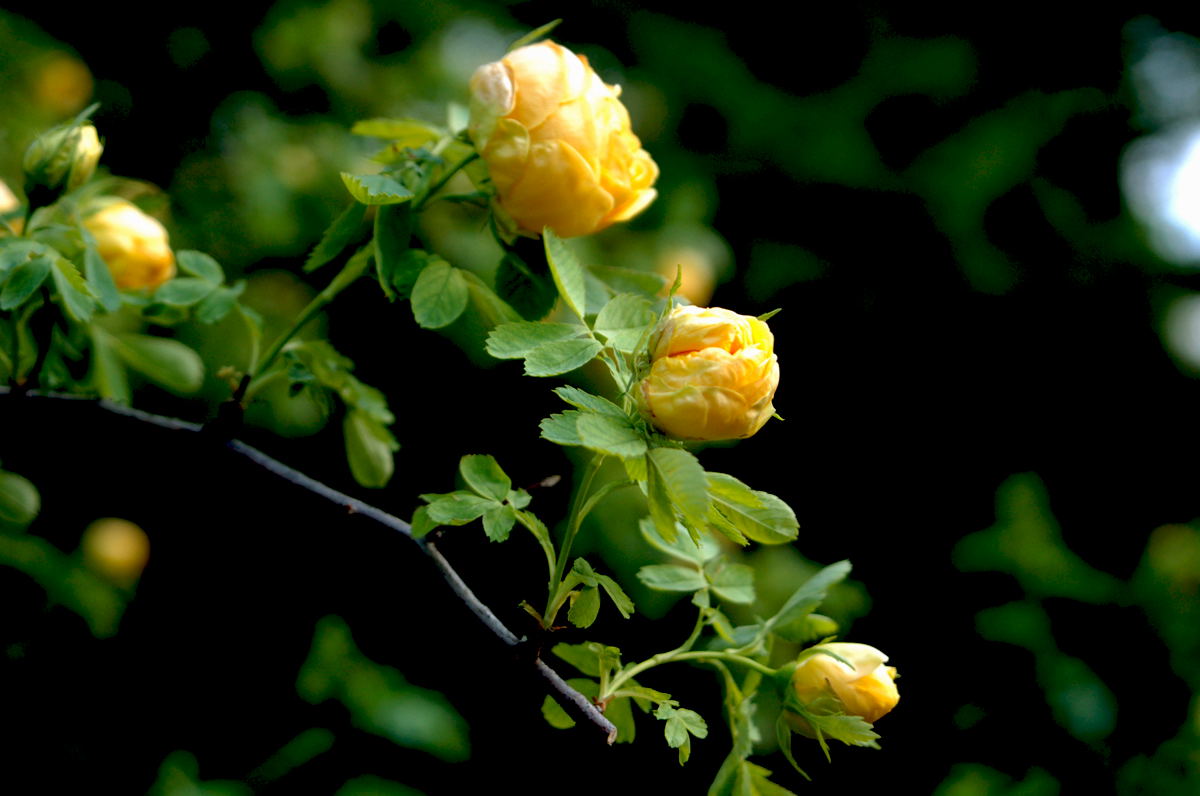 Foto de Madrid (Comunidad de Madrid), España