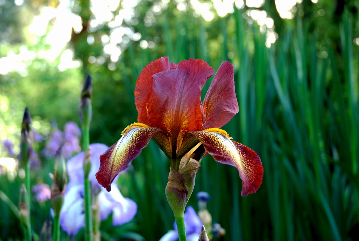 Foto de Madrid (Comunidad de Madrid), España