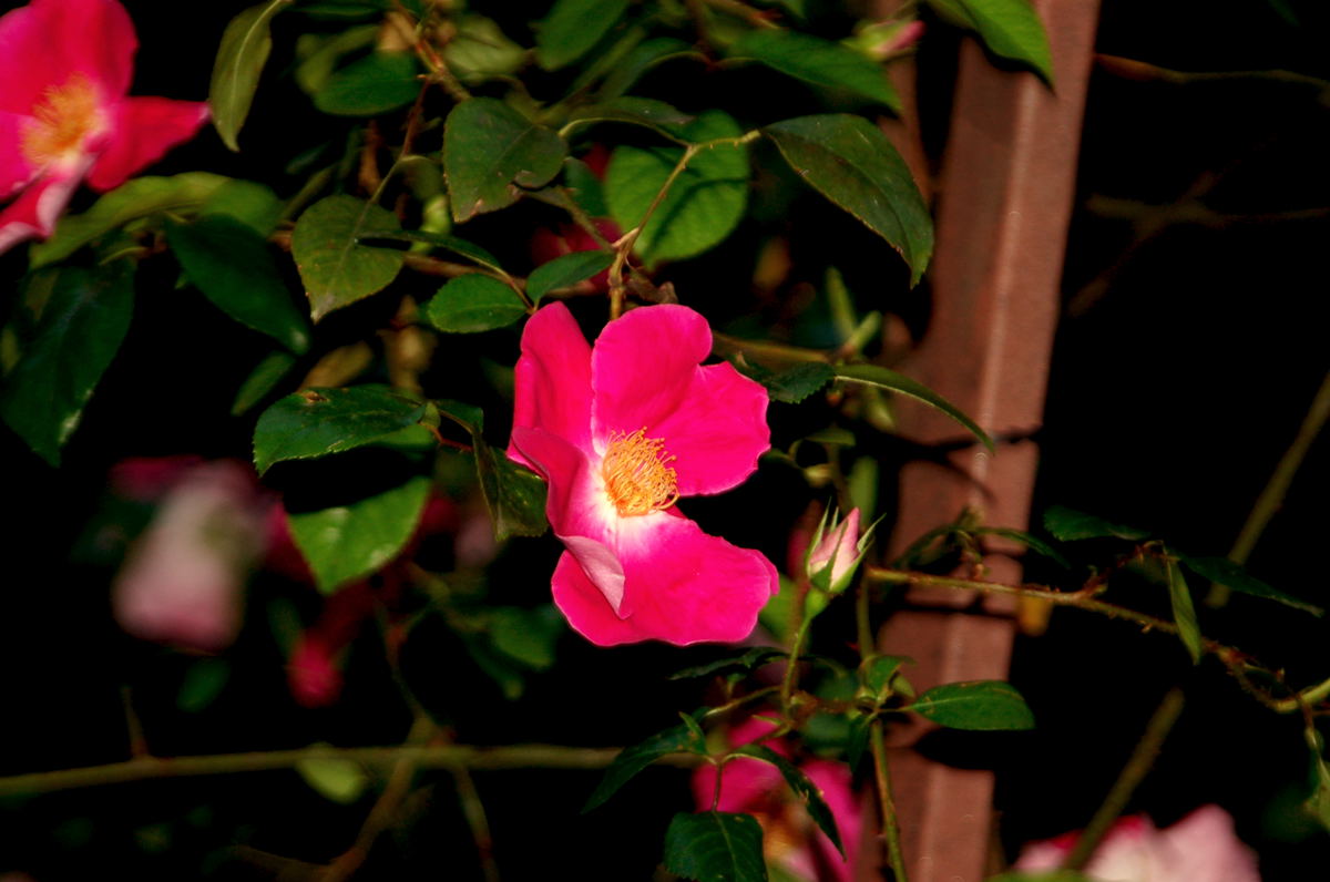 Foto de Madrid (Comunidad de Madrid), España