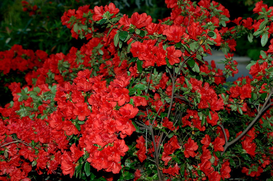 Foto de Madrid (Comunidad de Madrid), España