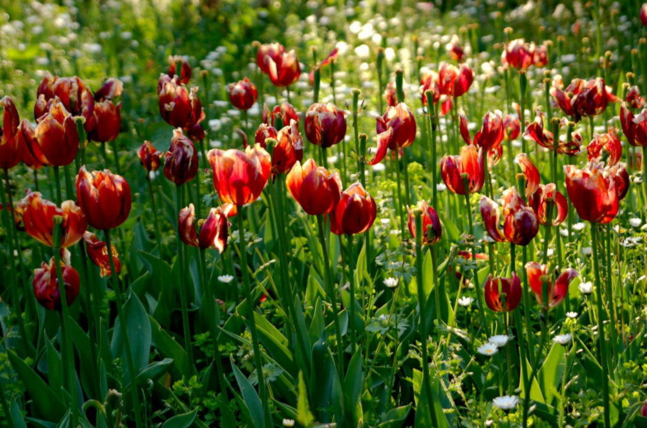 Foto de Madrid (Comunidad de Madrid), España