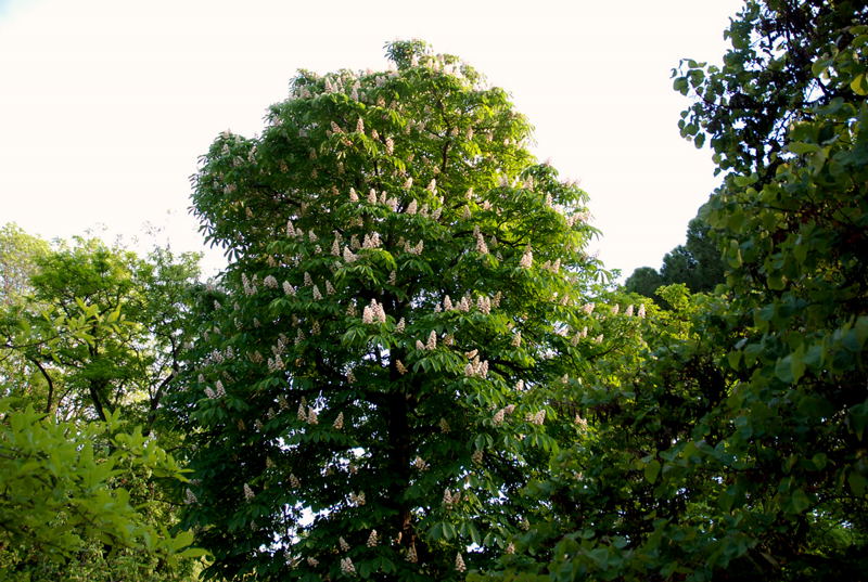 Foto de Madrid (Comunidad de Madrid), España