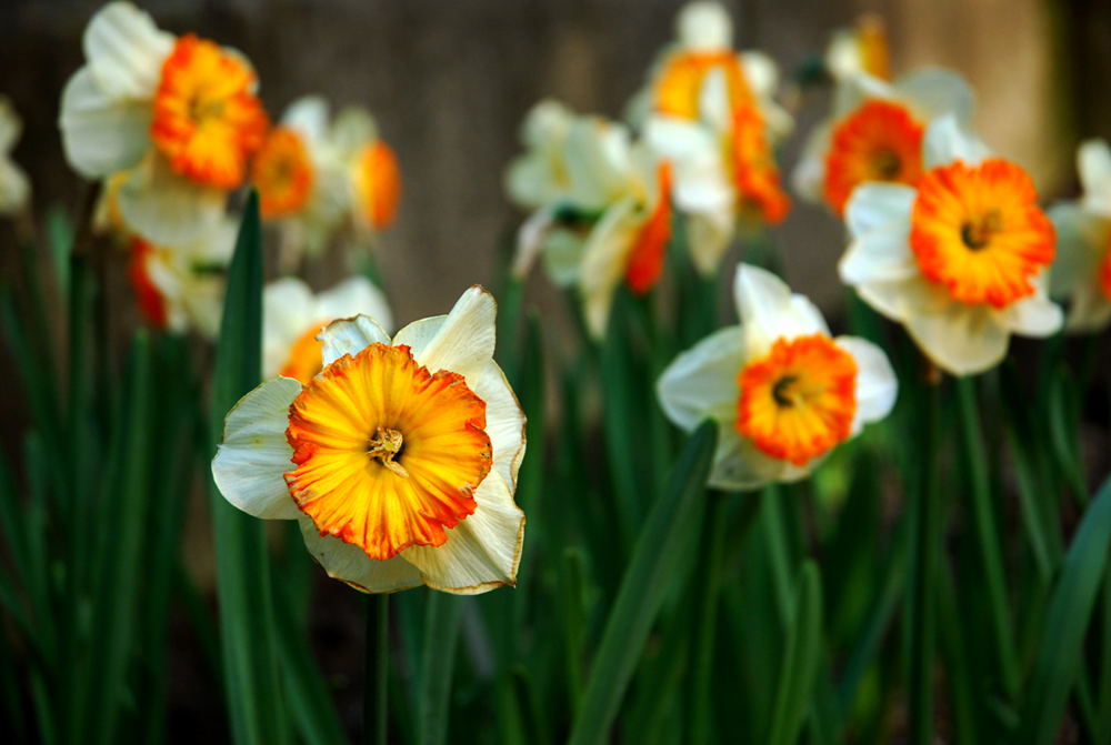 Foto de Madrid (Comunidad de Madrid), España