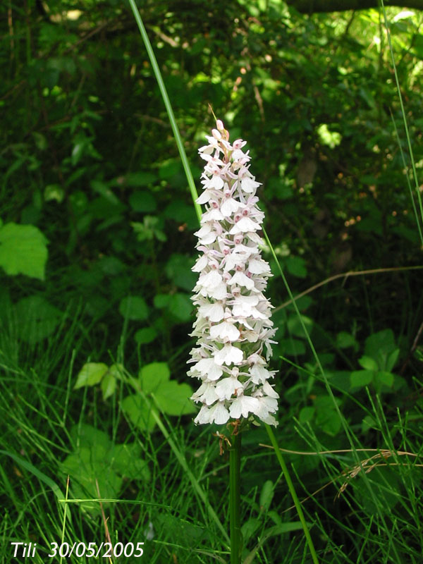 Foto de Oviedo (Asturias), España