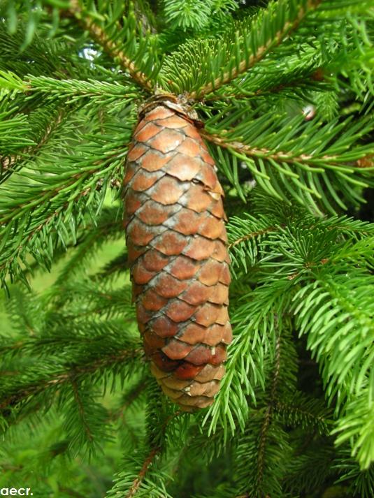 Foto de Pozuelo de Alarcón (Madrid), España