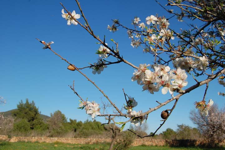Foto de Sant Jordi Eivissa (Illes Balears), España