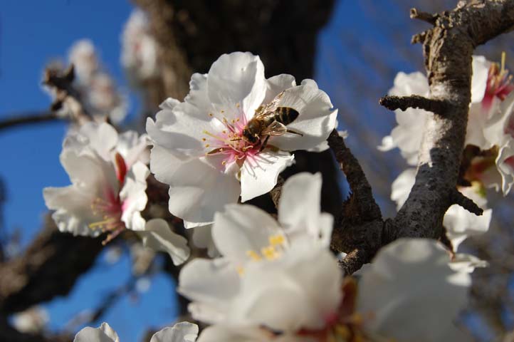 Foto de Sant Jordi Eivissa (Illes Balears), España