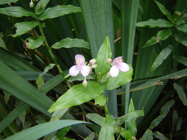Foto de Acasusso, Buenos Aires, Argentina