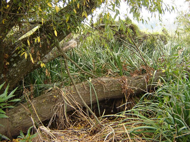 Foto de Acasusso, Buenos Aires, Argentina