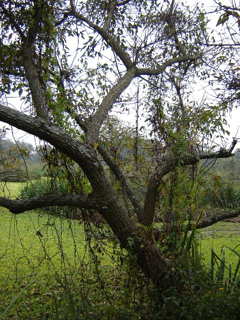 Foto de Acasusso, Buenos Aires, Argentina