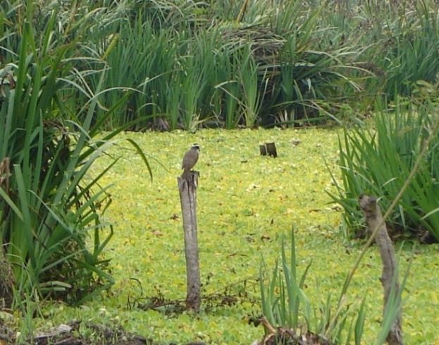 Foto de Acasusso, Buenos Aires, Argentina