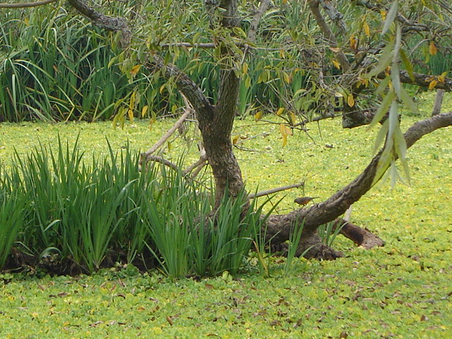 Foto de Acasusso, Buenos Aires, Argentina