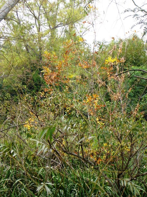 Foto de Acasusso, Buenos Aires, Argentina